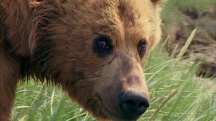 grizzly 6 - 450